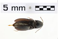 Foto (Dorsalansicht) von Ampedus picitarsis (Motschulsky, 1860) (NHMW-ZOO-COL-0010792)